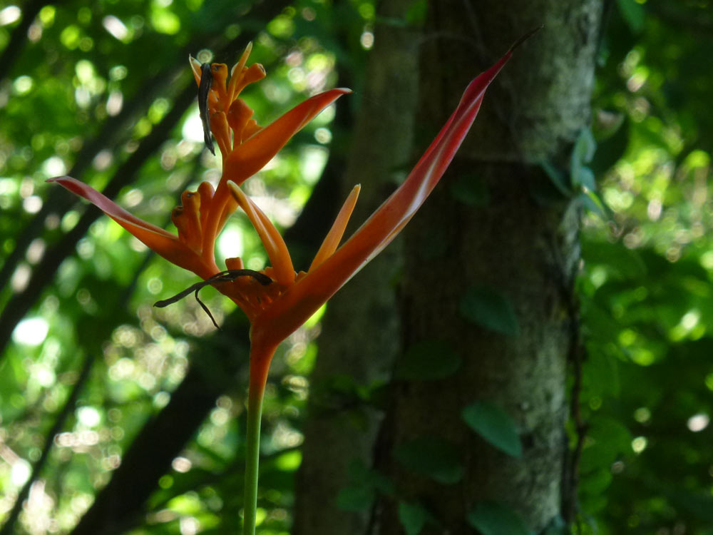 Tijuca Forest Hiking: Discover the biggest urban forest in the world